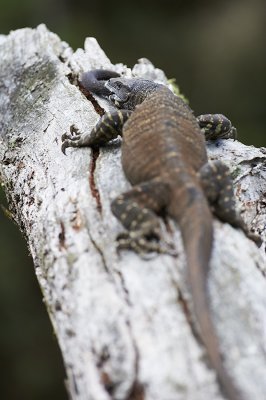 DSC_0595.jpg