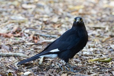 DSC_0886.jpg