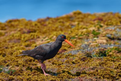 Sooty Oyster Catcher