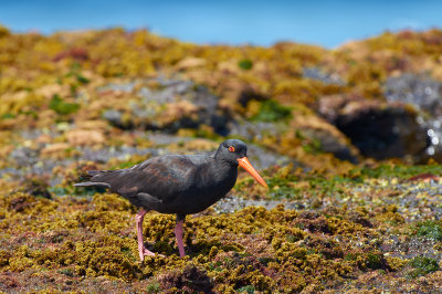 Sooty Oyster Catcher