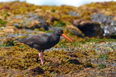 Sooty Oyster Catcher