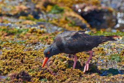 Sooty Oyster Catcher