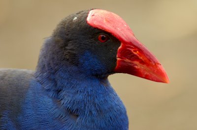 Purple Swamphen Gallery