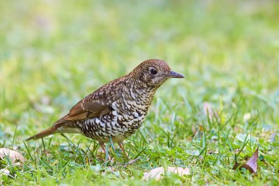 Bassian Thrush