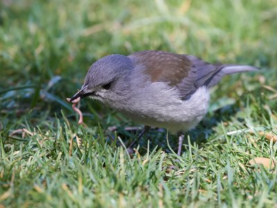 DSC_6230.jpg