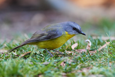 DSC_6416.jpg