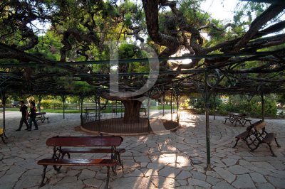 Cedro-do-Buçaco (Árvore de Interesse Público)