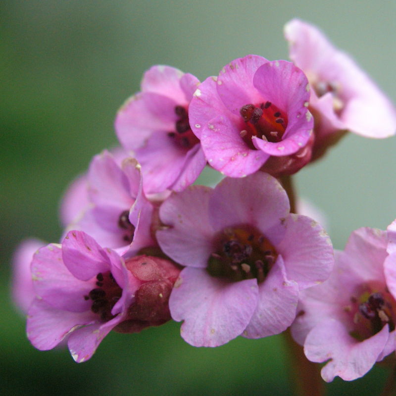Bergenia 2.jpg