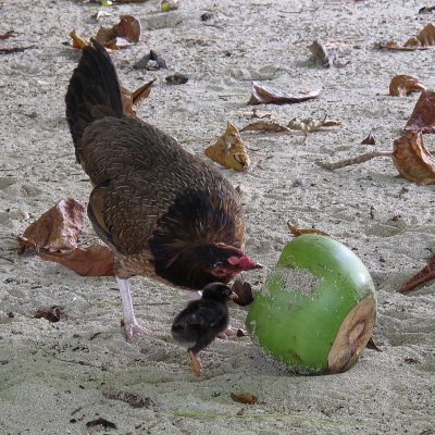 Teaching the chicken how to attack a coconut.jpg