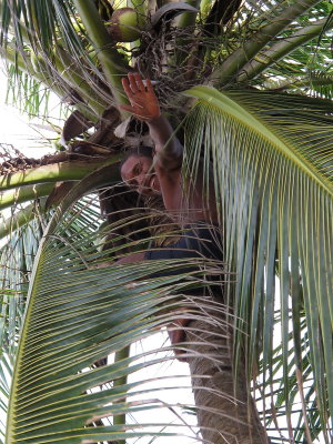 Getting us some coconuts.jpg