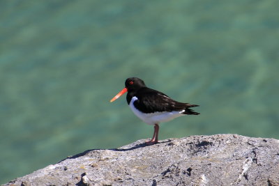 Oystercatcher.jpg