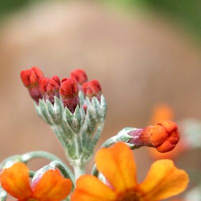 Red buds give orange flowers.jpg