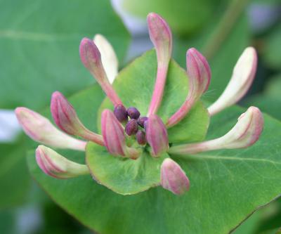 Caprifolium before blossom.jpg