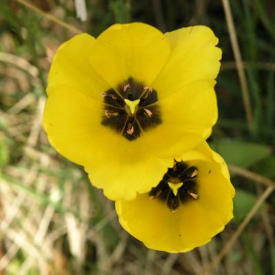 Yellow tulips.jpg