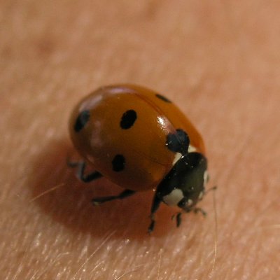 Ladybird on a lady's arm.jpg