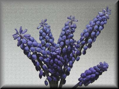Grape Hyacinth on Canvas