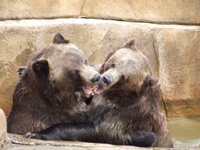 Grizzlies at Play - Milwaukee County Zoo