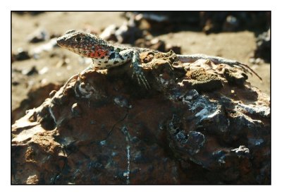  lava lizard (Bartholomew)