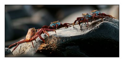 Sally Lightfoot Crab (Espanola)