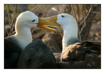  Waved Albatross (Espanola)