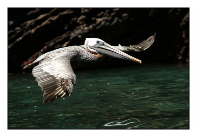 Brown Pelican (Isabela cliffs)