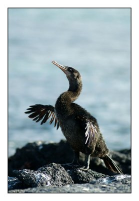 Flightless Cormorant (Fernandina)