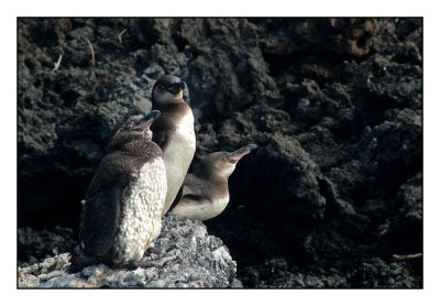 Galapagos Penguin (Isabela)