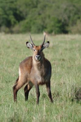 Masai Mara