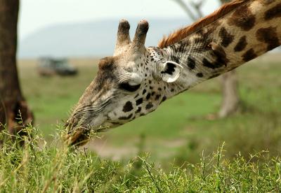 Masai Mara