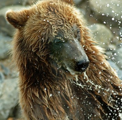 bear cub