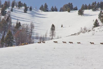 Elk Taking a Walk