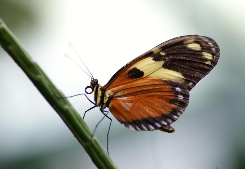 Vlinder IV