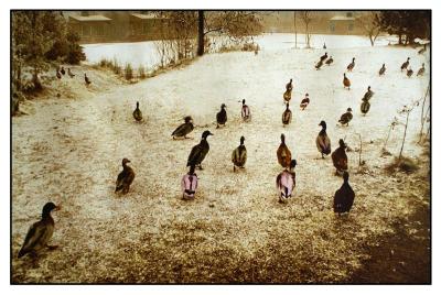 Walking Ducks