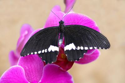 g4/21/548121/3/60842610.Dierentuin.jpg