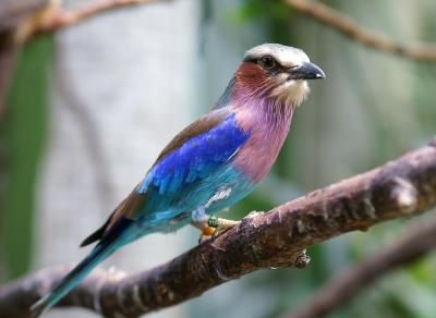 Vogel Paradijs Blijdorp
