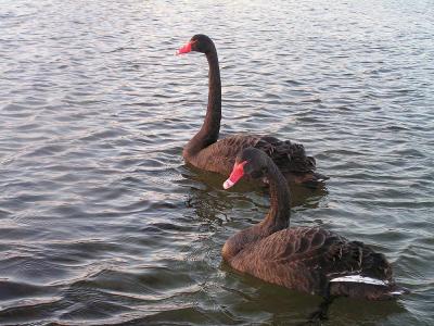 Zwarte Zwanen
