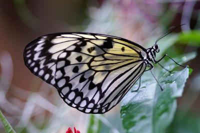 Vlinder V