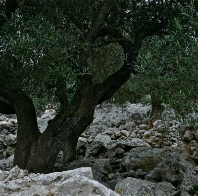 Ancient Trees - 01.jpg