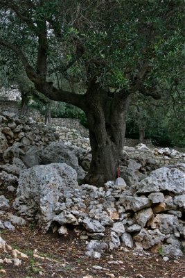 Ancient Trees - 03.jpg
