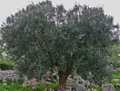 Ancient Trees - 04.jpg
