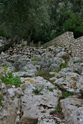 Ancient Trees - 07.jpg