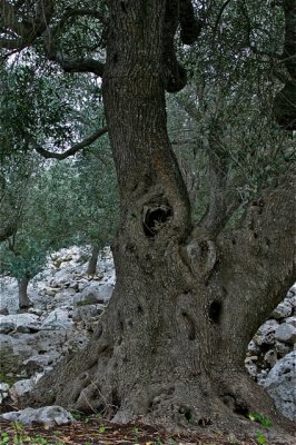 Ancient Trees - 08.jpg