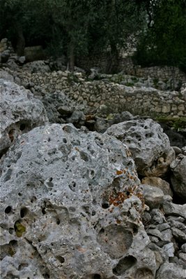 Ancient Trees - 09.jpg