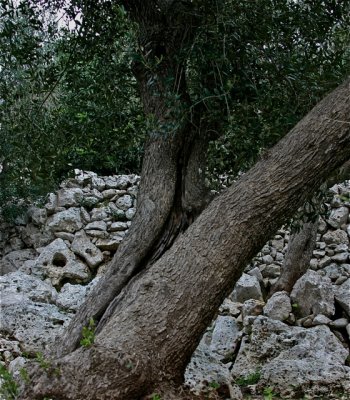 Ancient Trees - 11.jpg