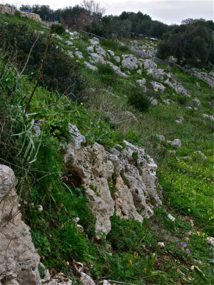 Ancient Trees - 12.jpg
