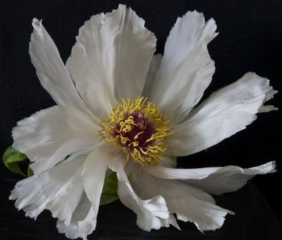 Snow Lotus-- A Chinese Peony Portrait