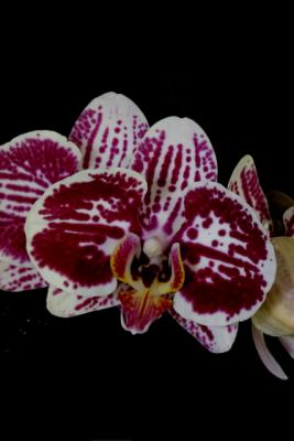New Orchids