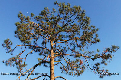 2011 - top of one of the pines lining the front driveway of the Griner family home