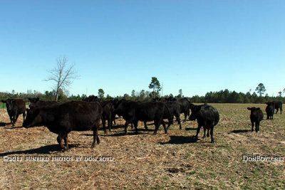 2011 - Breman moving cattle from one pasture to another