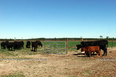 2011 - Breman moving cattle from one pasture to another